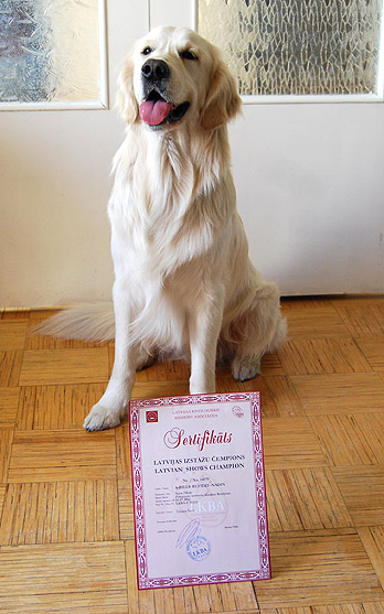 Чемпион красивый Золотистый ретривер