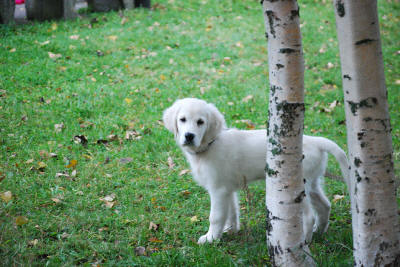 Чемпион красивый Золотистый ретривер