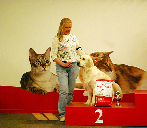 Чемпион красивый Золотистый ретривер