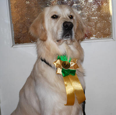 Чемпион красивый Золотистый ретривер