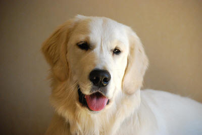 Чемпион красивый Золотистый ретривер