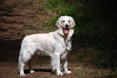 Чемпион красивый Золотистый ретривер