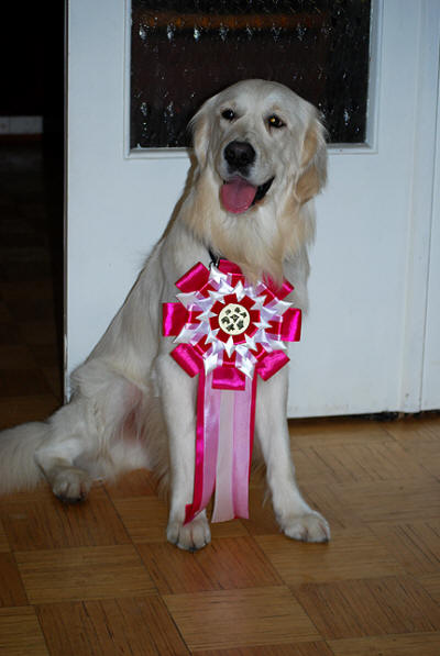 Чемпион красивый Золотистый ретривер