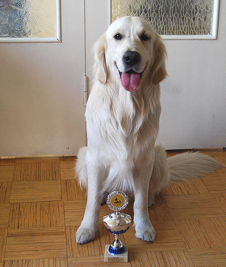 Чемпион красивый Золотистый ретривер