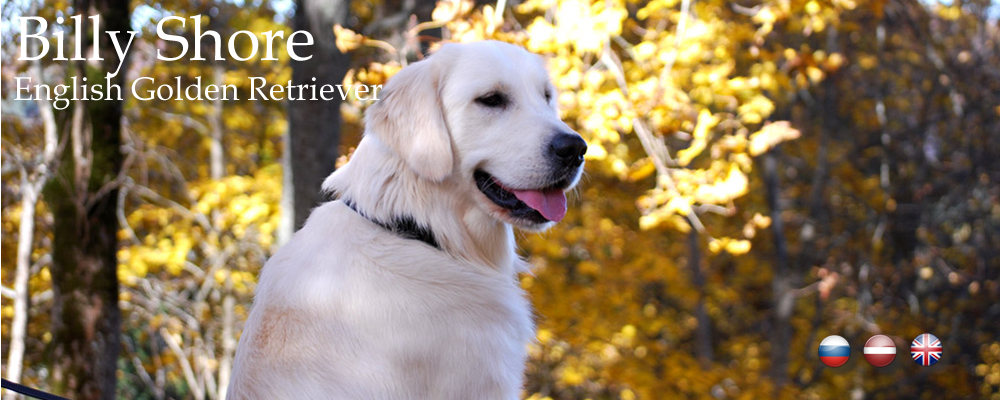 Чемпион красивый Золотистый ретривер